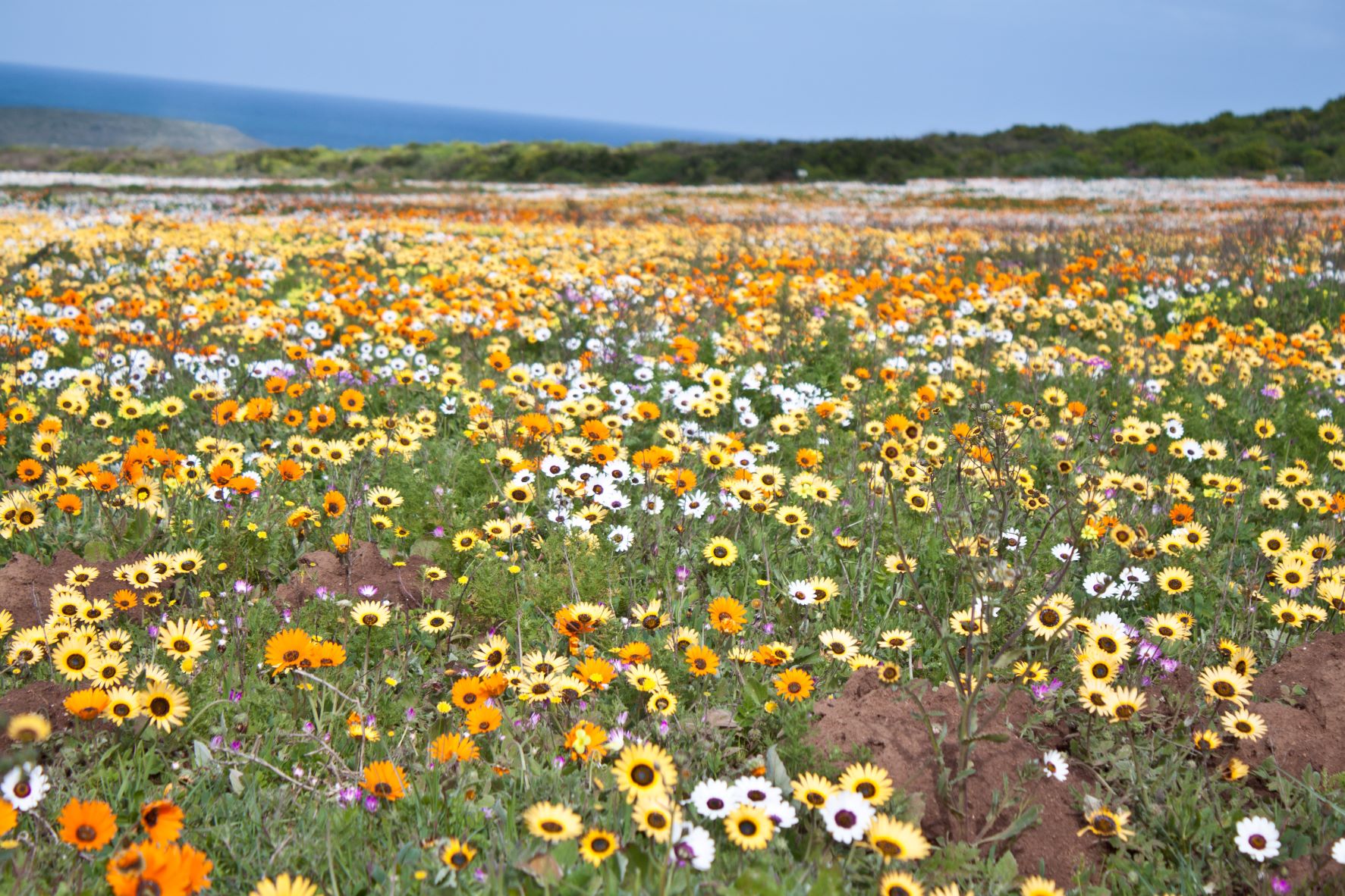 Flower Meadow